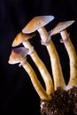 Psilocybe cubensis - four fresh magic mushrooms in soil with a black background Royalty Free Stock Photo