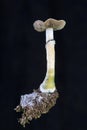 Psilocybe cubensis - fresh magic mushrooms in soil with a black background