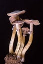 Psilocybe cubensis - fresh magic mushrooms in soil with a black background