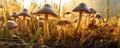 Psilocybe Cubensis Golden Ticher Mushrooms in Grass at Sunrise