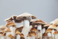 Psilocybe Cubensis Royalty Free Stock Photo