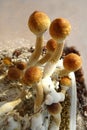 Psilocybe cubensis, magic mushrooms Royalty Free Stock Photo