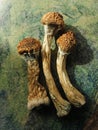 Psilocybe Cubensis mushrooms isolated on green background. Psilocybin psychedelic magic mushrooms Golden Teacher. Top view, close-