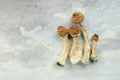 Psilocybe Cubensis mushrooms isolated on grey background. Royalty Free Stock Photo