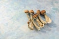 Psilocybe Cubensis mushrooms isolated on grey background. Psilocybin psychedelic magic mushrooms Golden Teacher. Royalty Free Stock Photo
