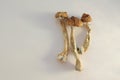 Psilocybe Cubensis mushrooms isolated on white background. Psilocybin psychedelic magic mushrooms Golden Teacher. Top view, close