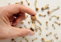 Psilocybe Cubensis mushrooms in man`s hand on white background. Psilocybin psychedelic magic mushrooms Golden Teacher.