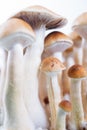 Psilocybe Cubensis psychedelic mushrooms