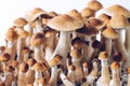 Psilocybe cubensis is a species of psychedelic mushroom Royalty Free Stock Photo