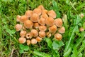 Psilocybe fascicular Royalty Free Stock Photo