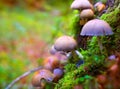 Psilocybe mushrooms in a beech tree trunk at Irati Pyrenees Royalty Free Stock Photo