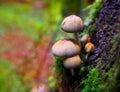 Psilocybe mushrooms in a beech tree trunk at Irati Pyrenees Royalty Free Stock Photo