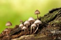 Psilocybe pelliculosa Royalty Free Stock Photo