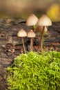 Psilocybe pelliculosa Royalty Free Stock Photo