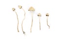 Psilocybe semilanceata Royalty Free Stock Photo