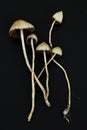 Psilocybe semilanceata Royalty Free Stock Photo