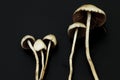 Psilocybe semilanceata Royalty Free Stock Photo