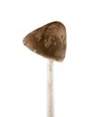 Psilocybe semilanceata mushrooms isolated