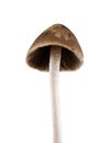 Psilocybe semilanceata mushrooms isolated