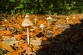 Psilocybe semilanceata - poisonous fungus in the forest