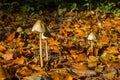 Psilocybe semilanceata - poisonous fungus in the forest