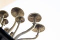 Psilocybin cubensis mushroom. Fresh Psilocybin shroom. Fresh Psilocybin shroom. Growing Albino A strain