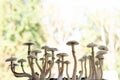 Psilocybin cubensis mushroom. Growing Albino A strain. Fresh Psilocybin shroom