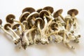 Psilocybin cubensis mushroom. growing Albino A strain. White background