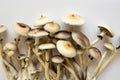 Psilocybin cubensis mushroom. Hallucinogenic Psychedelic drug. Medical research of psilocybin