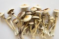 Psilocybin cubensis mushroom. Hallucinogenic Psychedelic drug. Medical research of psilocybin . Fungi hallucinogen