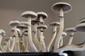 Psilocybin cubensis mushroom. Magic shroom. Fresh Psilocybin shroom. Medical research of psilocybin