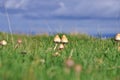 Psilocybin mushroom magic mushrooms Royalty Free Stock Photo