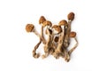 Psilocybin mushroom psilocybe cubensis Royalty Free Stock Photo