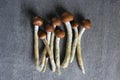 Psilocybin Mushrooms Flat Lay Psychedelic Collection Royalty Free Stock Photo