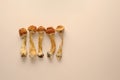 Psilocybin mushrooms on pink background. Psychedelic, magic mushroom Golden Teacher. Medical scientific usage