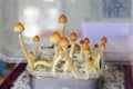 Psilocybin mushrooms Psilocybe cubensis grow in a plastic box