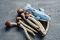 Psilocybin Mushrooms and the Whale Trip Royalty Free Stock Photo