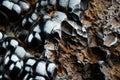 Psilomelane hematite specimen close-up macro detail modern