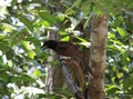 A brown jay singing on a branch