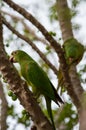 Psittacara leucophthalma - periquitÃ£o-maracanÃ£ - Maritaca Royalty Free Stock Photo