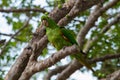 Psittacara leucophthalma - periquitÃ£o-maracanÃ£ - Maritaca Royalty Free Stock Photo