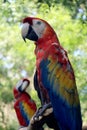 Psittacidae - Parrot Royalty Free Stock Photo