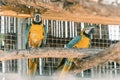 Psittaciformes common name is parrots Royalty Free Stock Photo