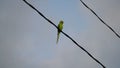 Psittaciformes or parrot sitting on rope with natural background