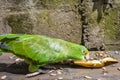 Green parrot eating banana Psittacoidea. Royalty Free Stock Photo