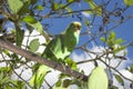 Parrot bird sitting on the perch Royalty Free Stock Photo