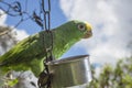 Parrot bird sitting on the perch Royalty Free Stock Photo