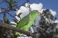 Parrot bird sitting on the perch Royalty Free Stock Photo