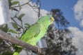 Parrot bird sitting on the perch Royalty Free Stock Photo