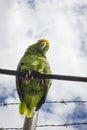 Parrot bird sitting on the perch Royalty Free Stock Photo